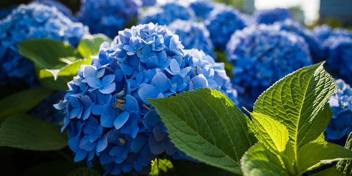 Découvrez l'art du bouturage d'hortensias : votre guide complet