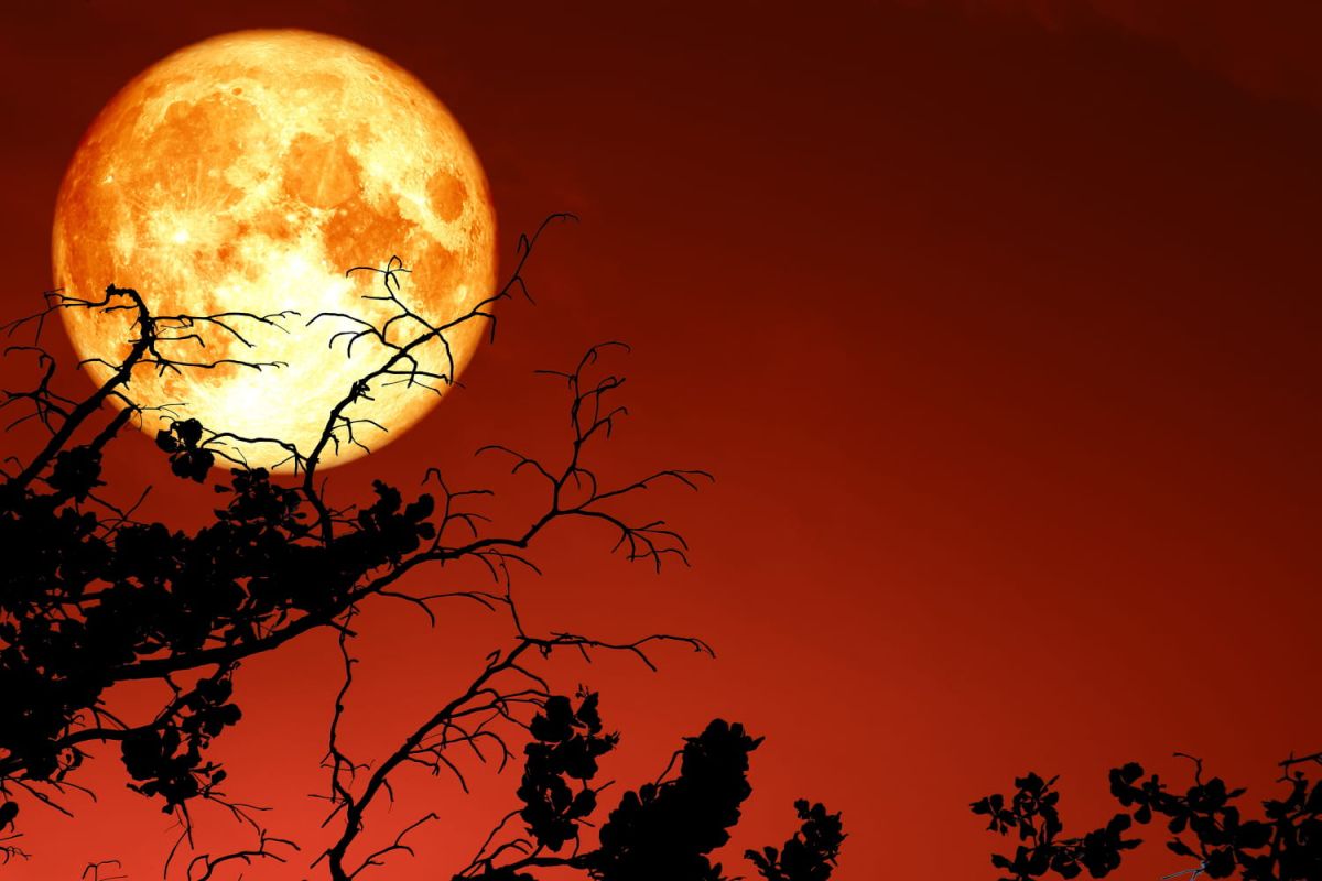 Comprendre la lune rousse 2024 : le cauchemar des jardiniers au printemps