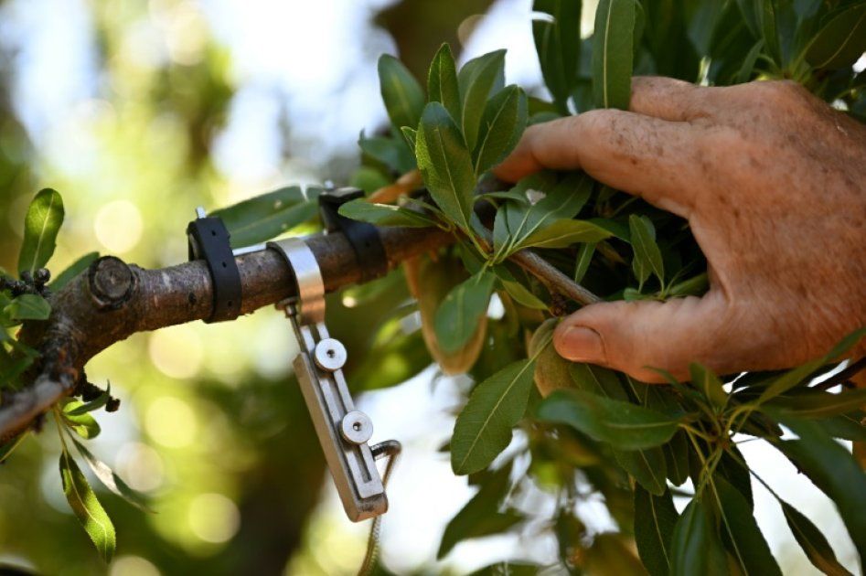 Des capteurs pour une agriculture durable : le goutte-à-goutte séduit les agriculteurs