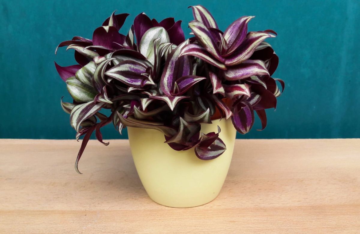Misère (Tradescantia) : entretien, variétés et conseils de placement