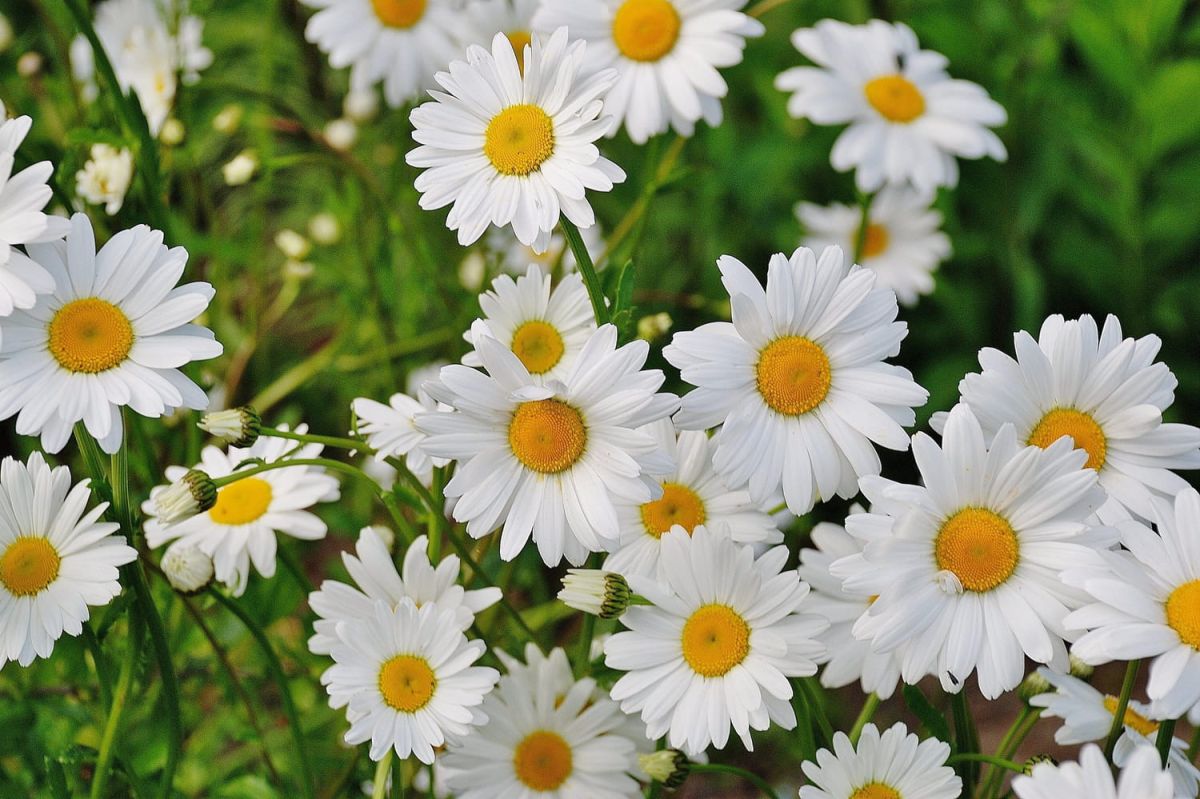Pâquerette ou marguerite : comment ne plus les confondre