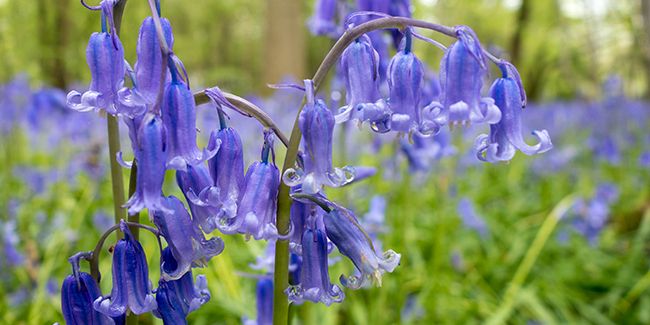 Jacinthe des bois (Hyacinthoides non-scripta), la jacinthe sauvage