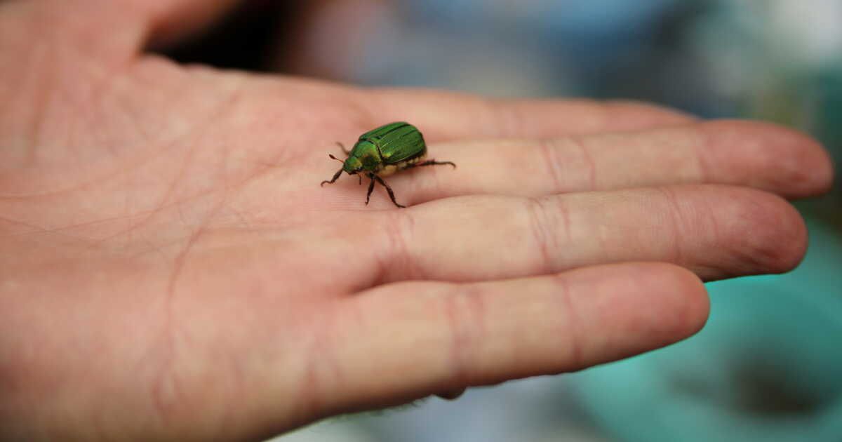 Comment reconnaître les insectes domestiques avec l'aide d'un expert
