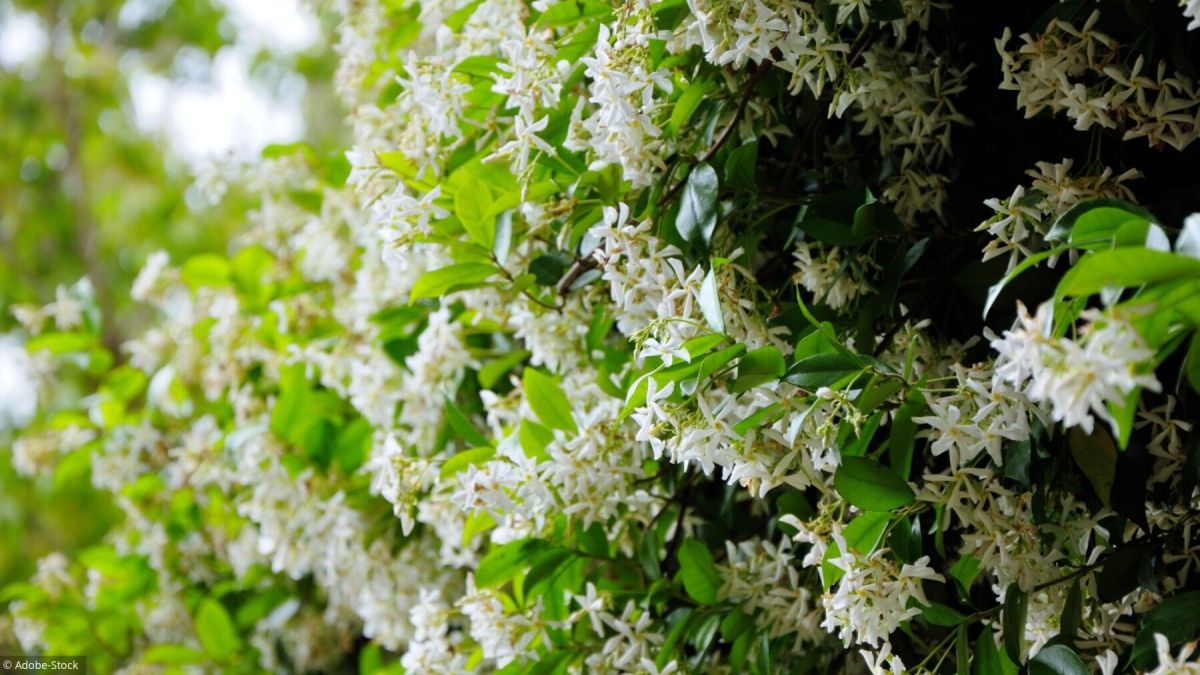 Cultiver du jasmin : les secrets pour un jardin parfumé