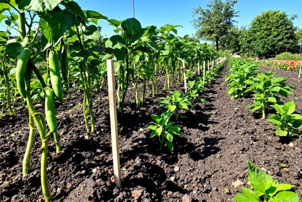Secrets d'un potager productif : semis de juillet pour récoltes abondantes