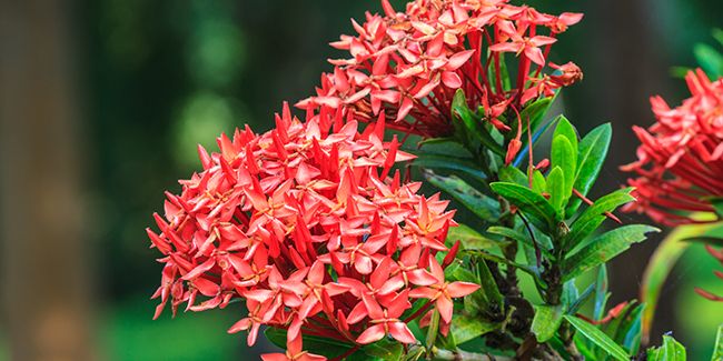L'ixora écarlate (Ixora coccinea) ou hortensia du Japon