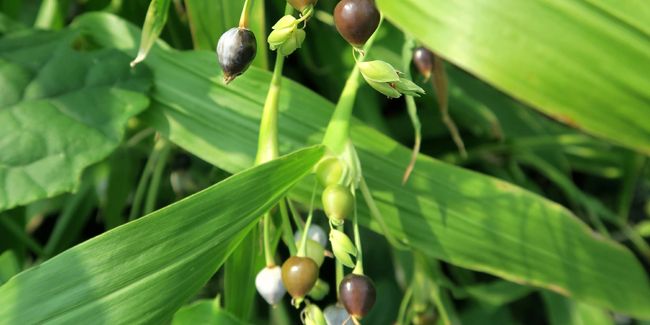La larme de Job : la perle verte au cœur des jardins