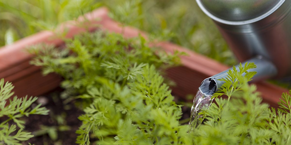 L'arrosage hivernal des jardins : essentiel ou superflu ?