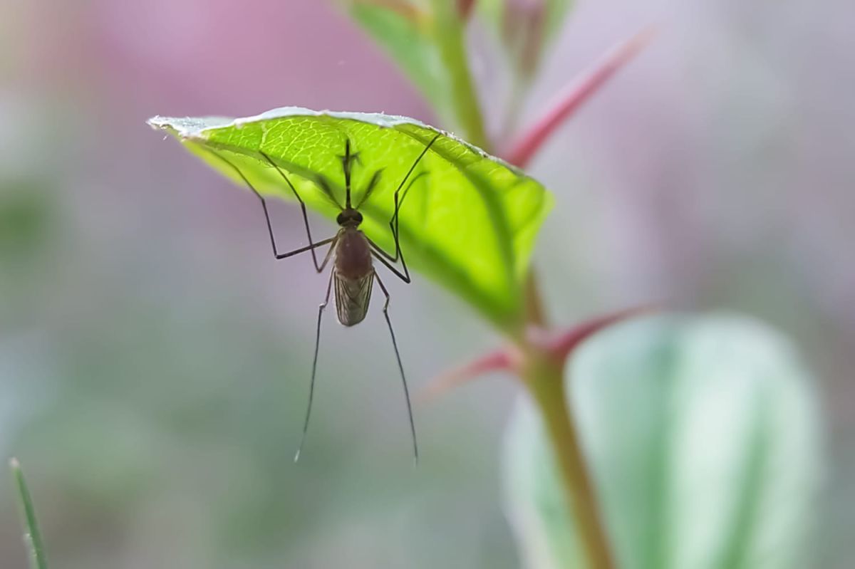 Des plantes qui attirent les moustiques : ce qu'il faut savoir
