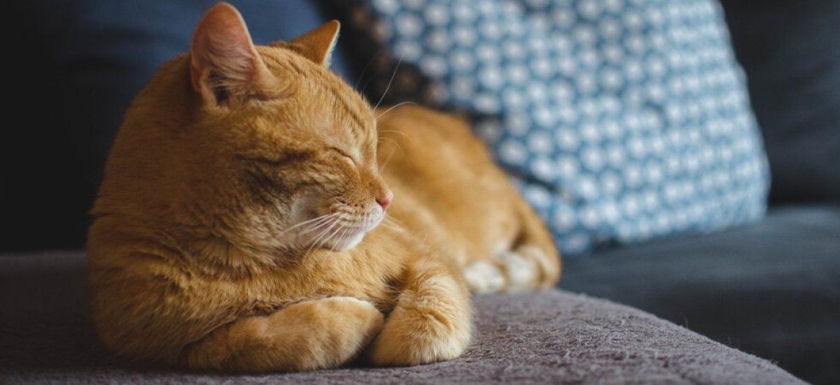 Canicule : les conseils essentiels pour protéger nos animaux de compagnie