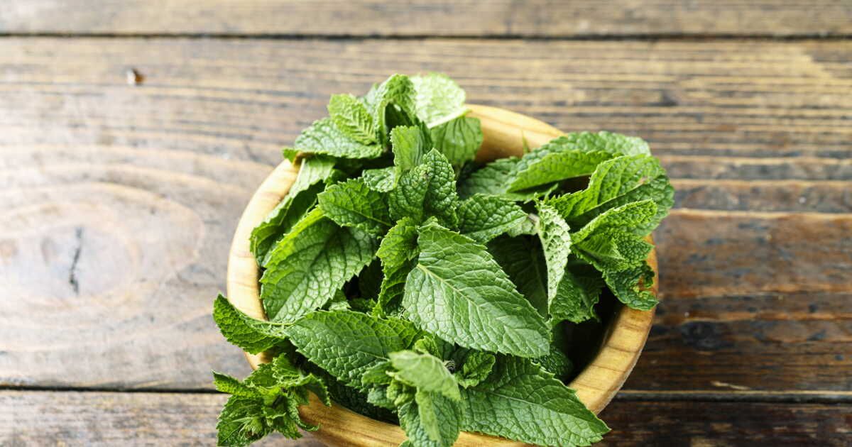 La menthe, une plante aromatique qui traverse les âges