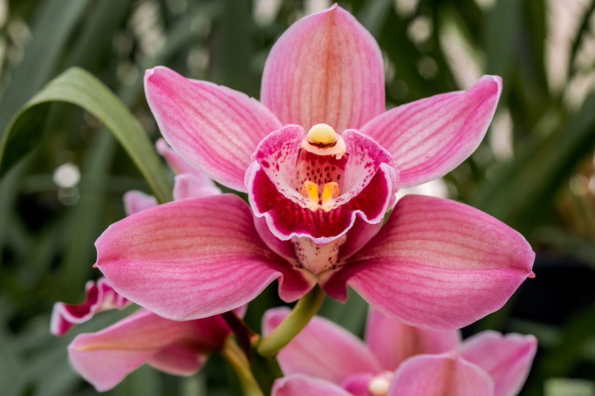 Découvrez l'orchidée Cymbidium, la beauté robuste à cultiver chez soi
