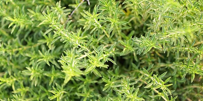 Sarriette : une herbe aux mille vertus pour la santé