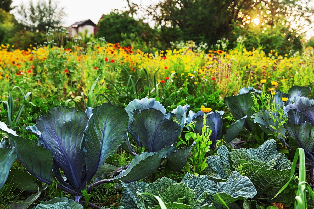 la révolution des jardins : quand l'esthétique flirte avec la gourmandise