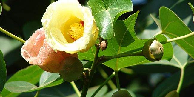 À la découverte du bois de rose d'Océanie (Thespesia populnea)