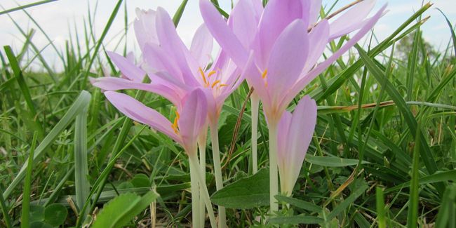 Colchique : la beauté toxique des prairies d'automne