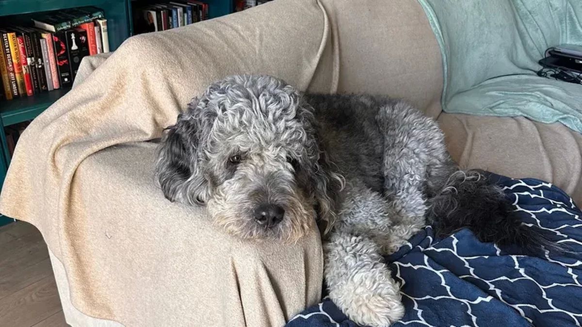 La célébration qui a mal tourné : un chien abattu par la police après une victoire sportive