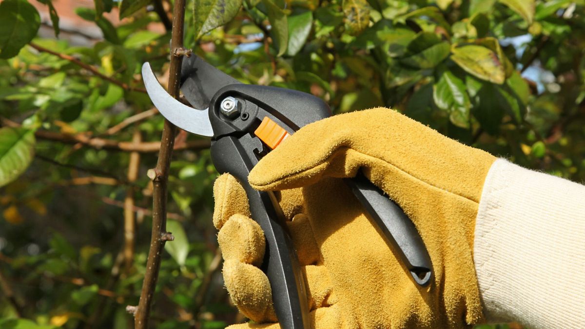 Les secrets de la taille hivernale des arbres fruitiers