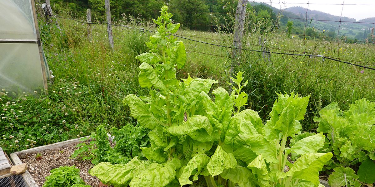 Lutter contre la montée en graines : astuces pour préserver vos légumes