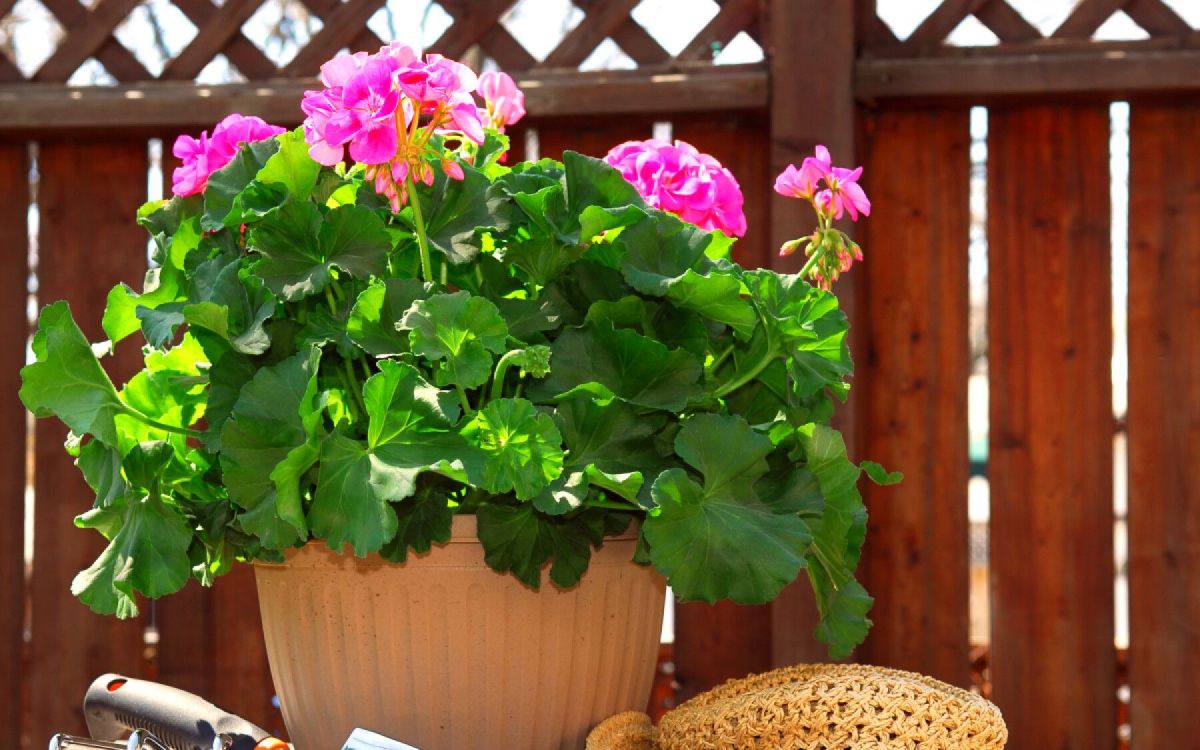 Printemps au jardin : les conseils indispensables