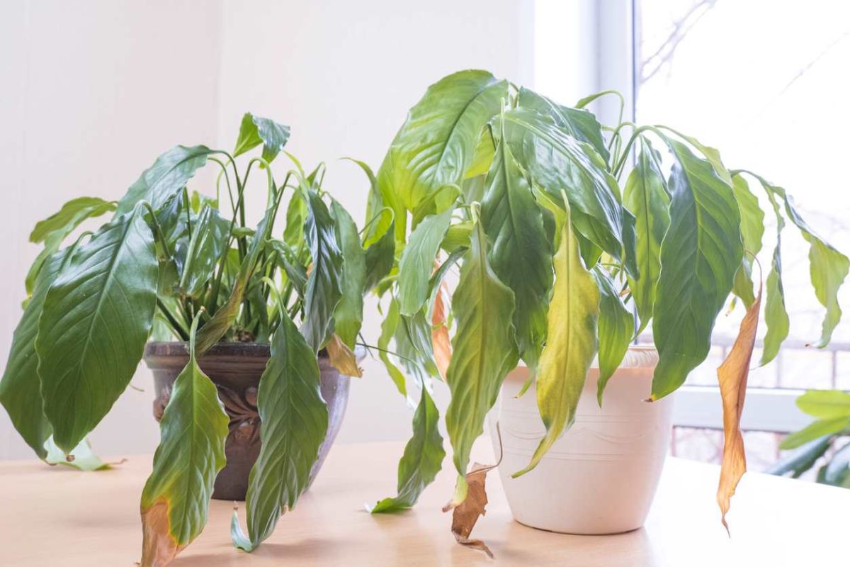 l'invisible menace : comment la climatisation peut nuire à vos plantes cet été