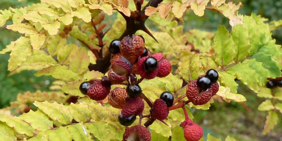 Poivre du Sichuan (Zanthoxylum piperitum), pas vraiment du poivre