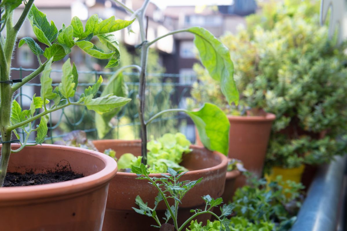10 plantes incontournables pour transformer votre balcon en jardin enchanteur