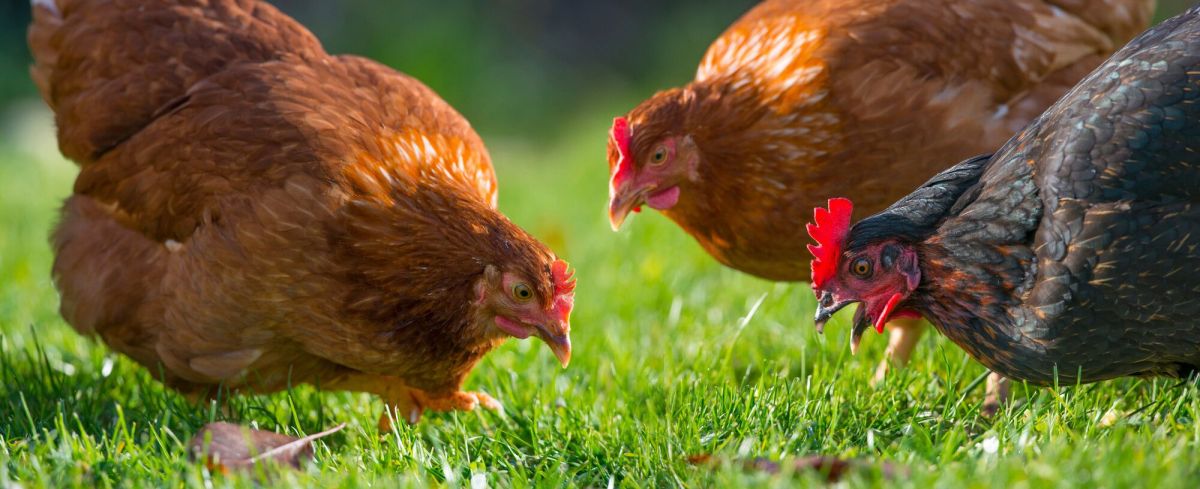 L'impact des poules sur le jardin en hivernage : conseils d'un expert
