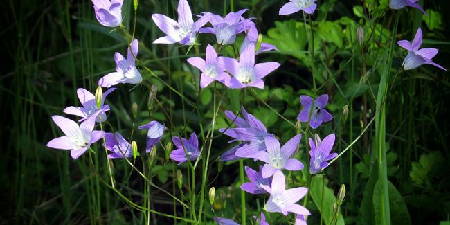 Campanule raiponce (Campanula rapunculus), la raiponce cultivée