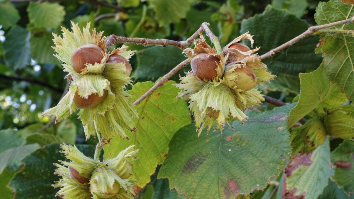 protéger votre noisetier des vers : astuces de jardinage