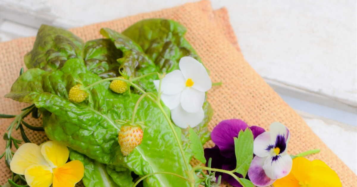 Quelles sont les plantes stolonifères ?
