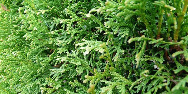 Thuya (Thuja) : L’arbuste emblématique pour vos haies