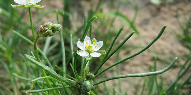 La spergule des champs, un engrais vert aux multiples atouts