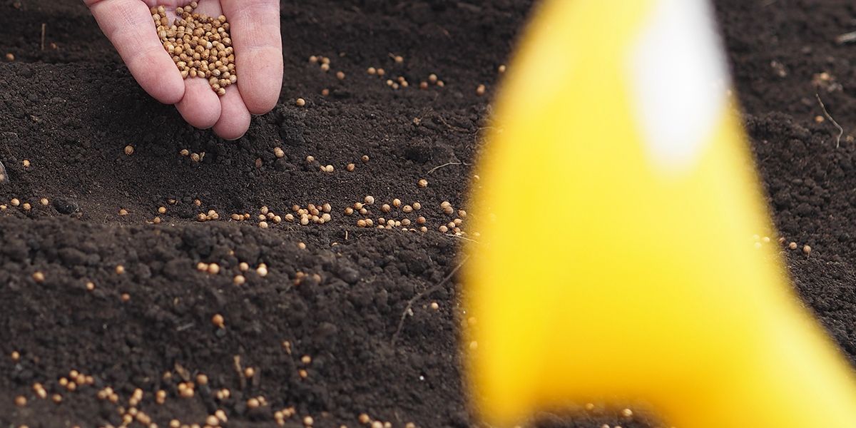 12 plantations au jardin potager à faire en plein été !