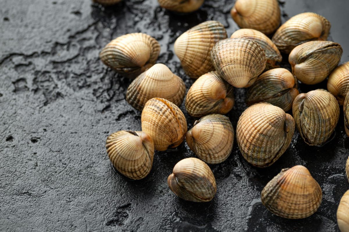 La cuisson des coques : astuces pour sublimer ce trésor maritime
