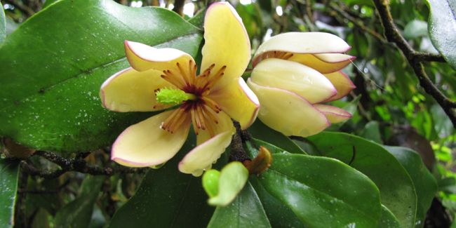 Dégustez le charme de l'arbuste banane, proche du magnolia