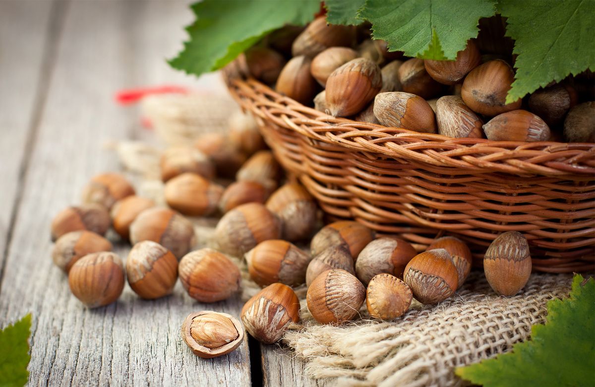 Les secrets d'une récolte parfaite de noisettes