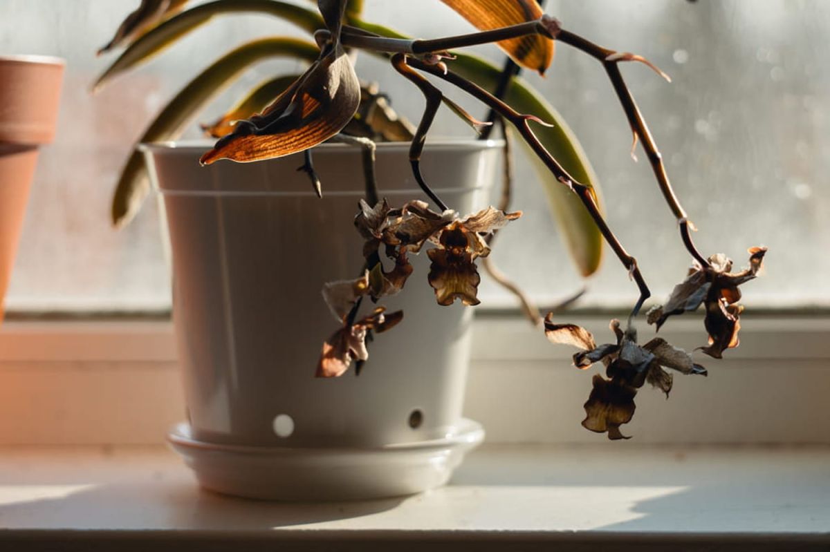 les secrets pour garder vos orchidées en pleine forme cet hiver
