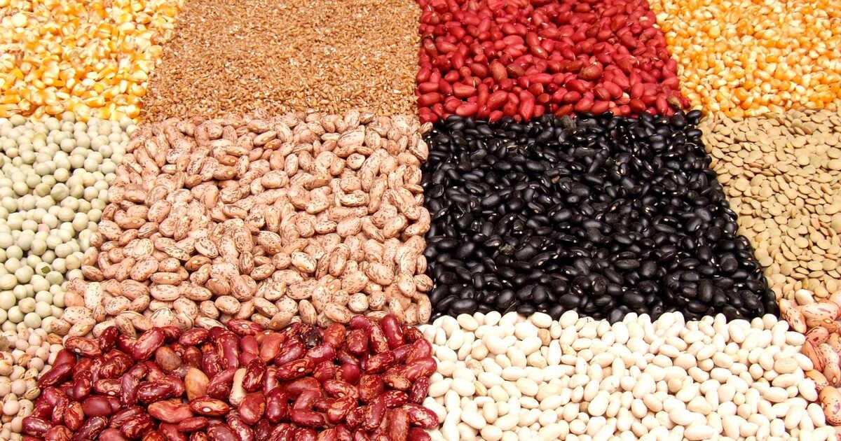 Découvrez les haricots d'exception : de la cornille au mungo