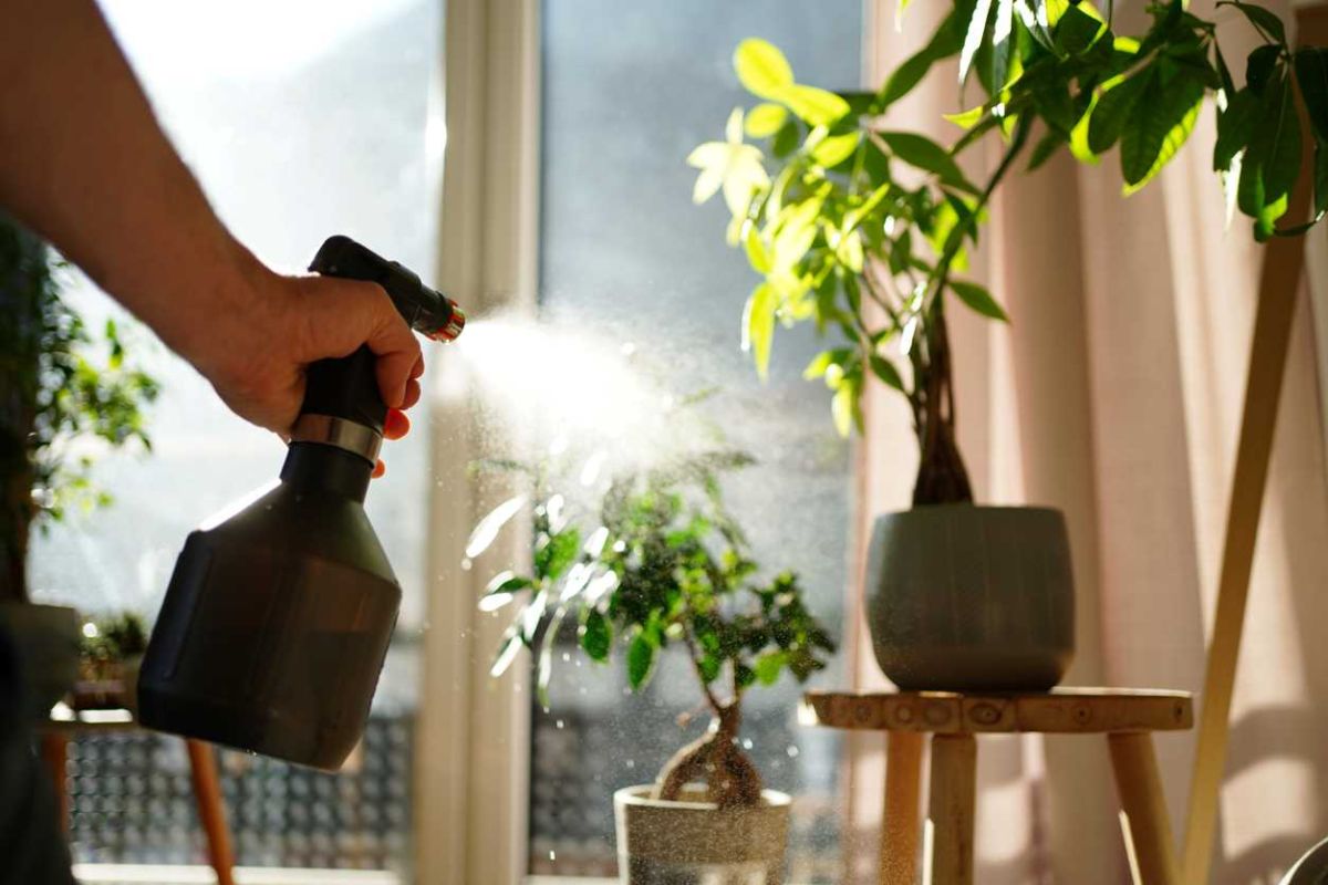 Éliminer les cochenilles au jardin : le vinaigre blanc à la rescousse