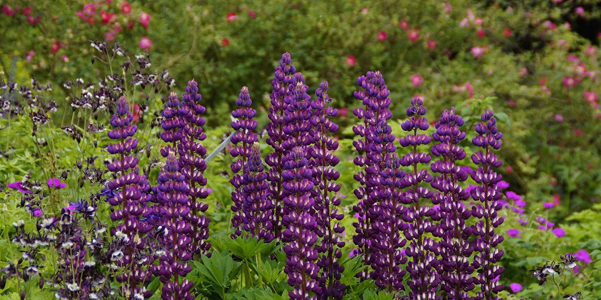 Plantes vivaces : un atout incontournable pour vos jardins