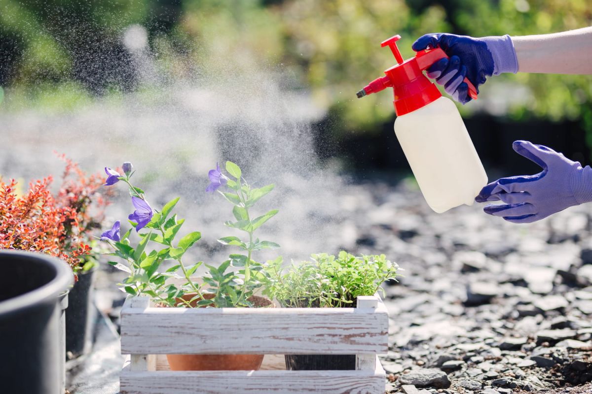 Un insecticide innovant pour sauver votre jardin