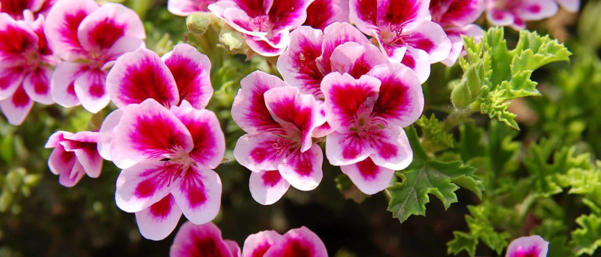 Faites fleurir vos géraniums jusqu'à l'automne : nos conseils essentiels