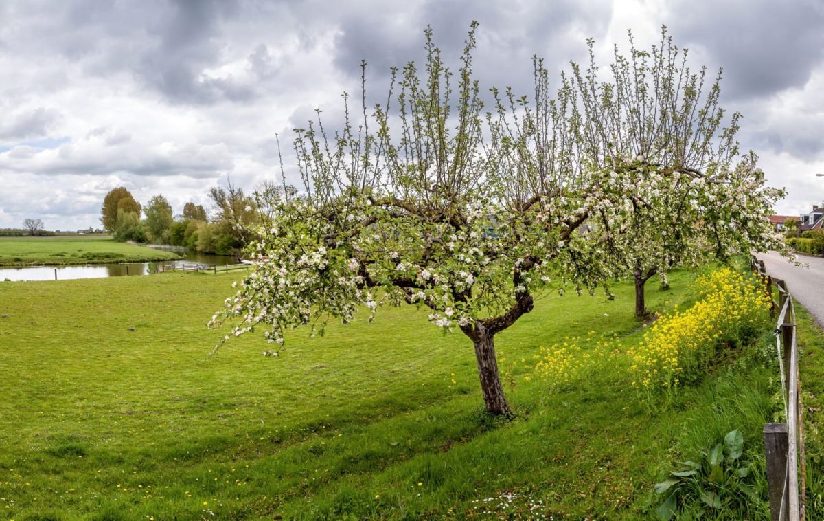L'erreur courante qui empêche vos arbres de fleurir au printemps