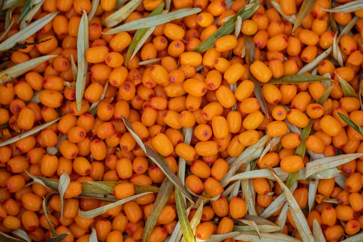 À la découverte des fruits oubliés