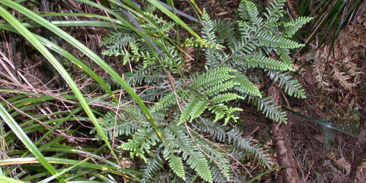 Libocèdre plumeux (Libocedrus plumosa), un conifère fascinant