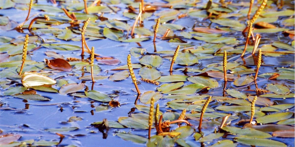 Le potamot nageant : allié de votre bassin aquatique