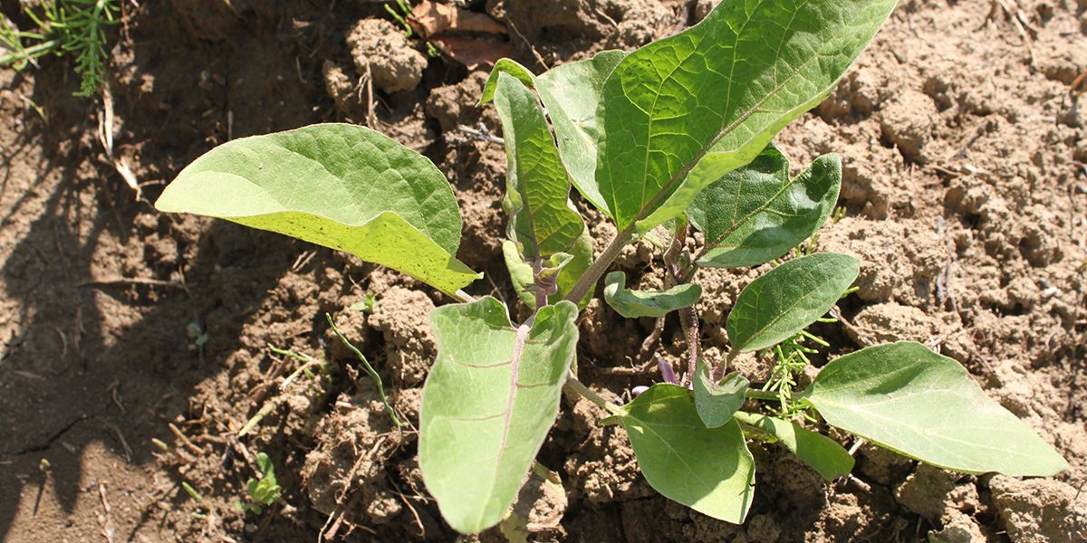 Cultiver des aubergines : guide pratique pour un jardin réussi