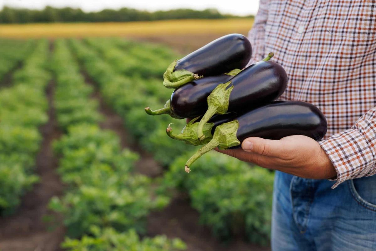 les secrets des experts pour une récolte d'aubergines réussie