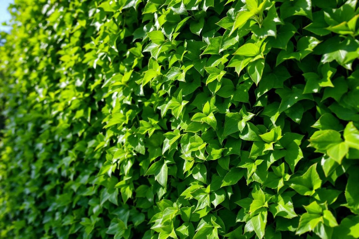 Transformez votre mur en oasis verte pour l'été
